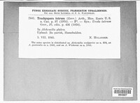 Trachyspora alchemillae image